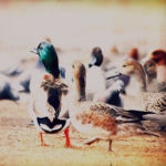 duck001.jpg